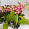 Орхидея Phalaenopsis Morning Breeze, multiflora 