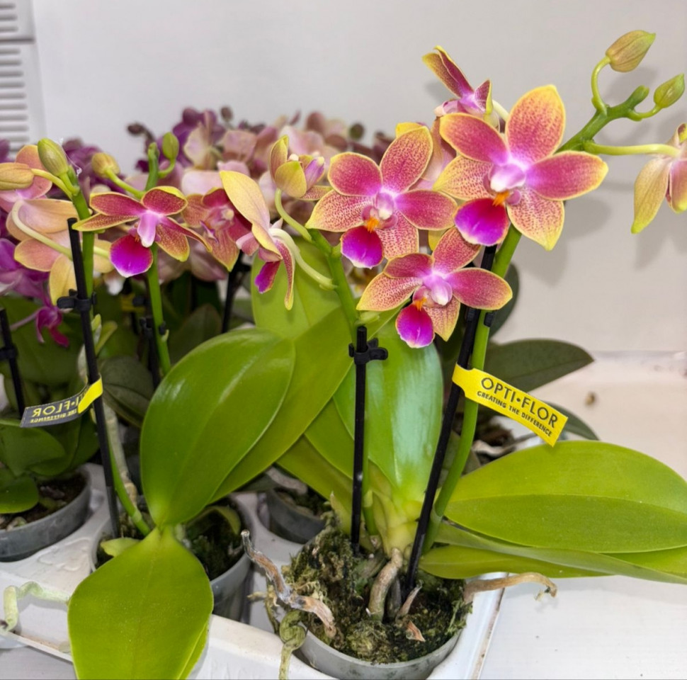 Отбасылық онлайн порно видео Саванна порно актрисасының фотосы