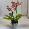 Орхидея Phalaenopsis Morning Breeze, multiflora 