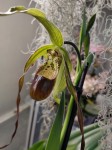 Орхидея Phragmipedium Grande (отцвел)