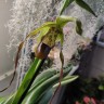 Орхидея Phragmipedium Grande (отцвел)