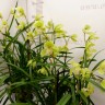 Орхидея Cymbidium midi (отцвел)