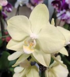 Орхидея Phalaenopsis Lime, midi (отцвела)