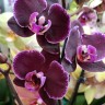 Орхидея Phalaenopsis Montpellier (отцвел)