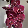 Орхидея Phalaenopsis Montpellier* 