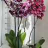 Орхидея Phalaenopsis Montpellier* 
