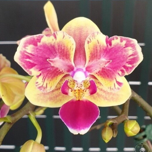 Орхидея Phalaenopsis Sogo Yellowtris peloric (отцвел)   