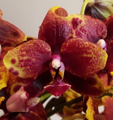 Орхидея Phalaenopsis Allura 'Voodoo' (еще не цвел)