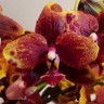 Орхидея Phalaenopsis Allura 'Voodoo' (еще не цвел)
