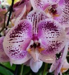 Орхидея Phalaenopsis Spotted World (отцвел)