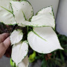 Aglaonema Super White