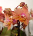 Орхидея Phalaenopsis Perfume Carola, multiflora (отцвел) 