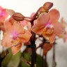 Орхидея Phalaenopsis Perfume Carola, multiflora (отцвел) 