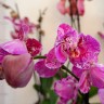 Орхидея Phalaenopsis Binti peloric (отцвел)
