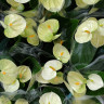 Anthurium Vanilla 