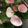 Anthurium Fantasy Love 