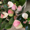 Anthurium Fantasy Love 