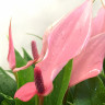 Anthurium Lili pink (отцвел)