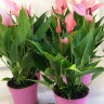 Anthurium Lili pink (отцвел)