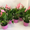 Anthurium Lili pink (отцвел)