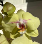 Орхидея Phalaenopsis midi 