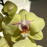 Орхидея Phalaenopsis midi 