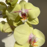 Орхидея Phalaenopsis midi 