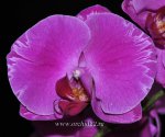 Орхидея Phalaenopsis Red Lighting (отцвёл)