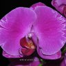 Орхидея Phalaenopsis Red Lighting (отцвёл)