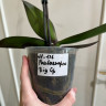 Орхидея Phalaenopsis, Big Lip (отцвел, РЕАНИМАШКА)
