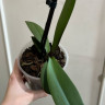 Орхидея Phalaenopsis, Big Lip (отцвел, РЕАНИМАШКА)