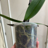 Орхидея Phalaenopsis, Big Lip (отцвел, РЕАНИМАШКА)