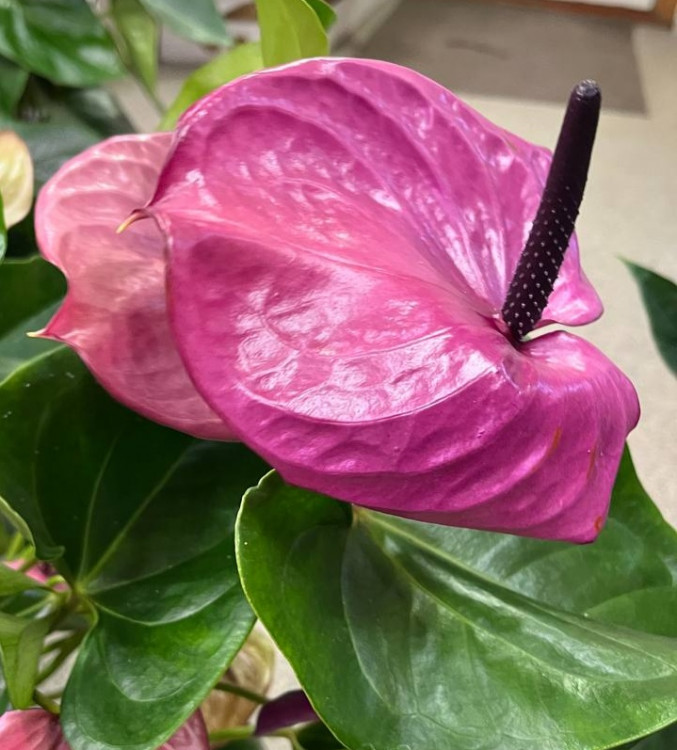 Anthurium Louisiana 