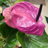 Anthurium Louisiana 