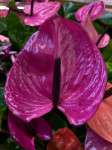 Anthurium Louisiana 