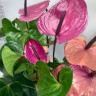 Anthurium Louisiana 