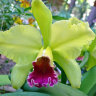 Орхидея Cattleya Mem Helen Brown