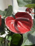 Anthurium King Kong Brown (отцвел)