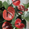 Anthurium King Kong Brown (отцвел)