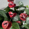 Anthurium King Kong Brown (отцвел)