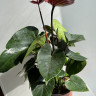 Anthurium King Kong Brown (отцвел)