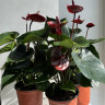 Anthurium King Kong Brown (отцвел)
