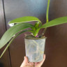 Орхидея Phalaenopsis Brother You (отцвел, РЕАНИМАШКА)