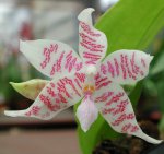 Орхидея Phalaenopsis hieroglyphica (еще не цвёл)