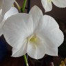 Орхидея Dendrobium White Surprise