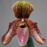 Орхидея Paph. bellatulum x chamberlainianum (еще не цвёл)