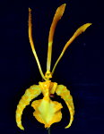 Орхидея Psychopsis Mariposa alba (отцвёл) 
