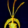 Орхидея Psychopsis Mariposa alba (отцвёл) 