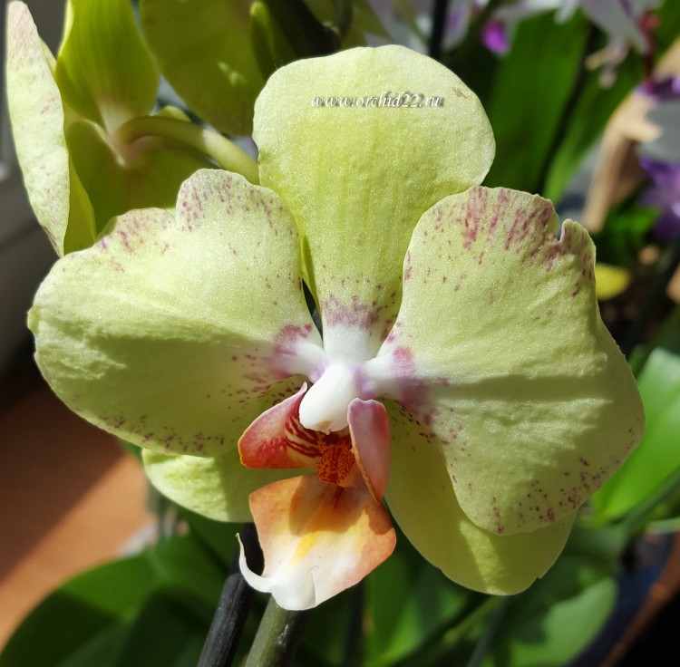 Орхидея Phalaenopsis Kiwi (отцвел)