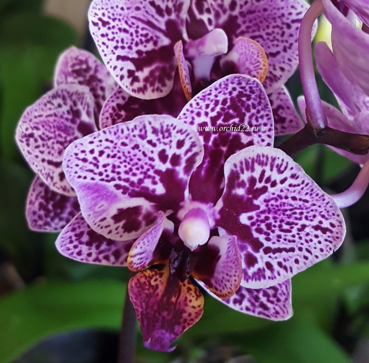 Орхидея Phalaenopsis  mini  